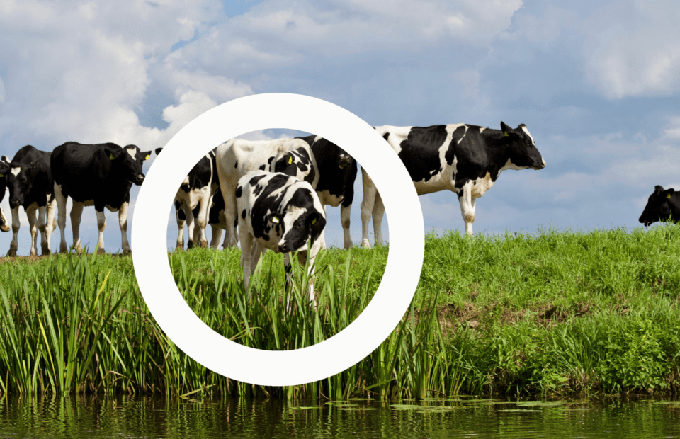 The Competitiveness and Environment Program aims to stimulate investments to increase the competitiveness of companies in the dairy or meat processing sector or to improve their environmental footprint.